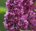 Сирень "Шарль Жоли" / Syringa vulgaris "Charles Joly" — фото 4