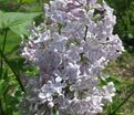 Сирень "Чарльз Линдберг" / Syringa vulgaris "Charles Lindbergh" — фото 2