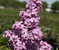 Сирень "Конго" / Syringa vulgaris "Congo" — фото 6