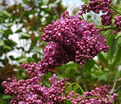 Сирень "Глори" / Syringa vulgaris "Glory" — фото 2