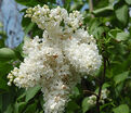 Сирень "Мисс Эллен Виллмот" / Syringa vulgaris "Miss Ellen Wilmot" — фото 2