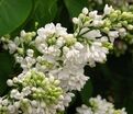 Сирень "Мисс Эллен Виллмот" / Syringa vulgaris "Miss Ellen Wilmot" — фото 4