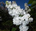 Сирень "Мисс Эллен Виллмот" / Syringa vulgaris "Miss Ellen Wilmot" — фото 5