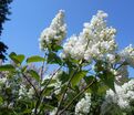Сирень "Мисс Эллен Виллмот" / Syringa vulgaris "Miss Ellen Wilmot" — фото 6