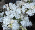 Сирень "Мисс Эллен Виллмот" / Syringa vulgaris "Miss Ellen Wilmot" — фото 7