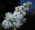 Сирень "Мисс Эллен Виллмот" / Syringa vulgaris "Miss Ellen Wilmot" — фото 8