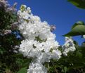 Сирень "Мисс Эллен Виллмот" / Syringa vulgaris "Miss Ellen Wilmot" — фото 9