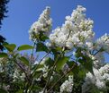 Сирень "Мисс Эллен Виллмот" / Syringa vulgaris "Miss Ellen Wilmot" — фото 10
