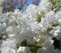 Сирень "Мисс Эллен Виллмот" / Syringa vulgaris "Miss Ellen Wilmot" — фото 11