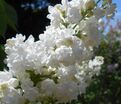 Сирень "Мисс Эллен Виллмот" / Syringa vulgaris "Miss Ellen Wilmot" — фото 12