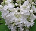 Сирень "Мисс Эллен Виллмот" / Syringa vulgaris "Miss Ellen Wilmot" — фото 13