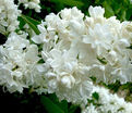 Сирень "Моник Лемуан" / Syringa vulgaris "Monique Lemoine" — фото 2
