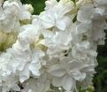 Сирень "Моник Лемуан" / Syringa vulgaris "Monique Lemoine" — фото 3