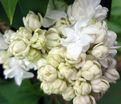 Сирень "Моник Лемуан" / Syringa vulgaris "Monique Lemoine" — фото 4