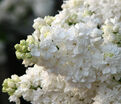 Сирень "Моник Лемуан" / Syringa vulgaris "Monique Lemoine" — фото 5