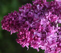 Сирень "Миссис Эдвард Хардлинг" / Syringa vulgaris "Mrs.Edward Harding" — фото 3