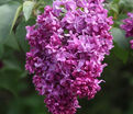 Сирень "Миссис Эдвард Хардлинг" / Syringa vulgaris "Mrs.Edward Harding" — фото 4