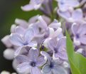Сирень "Вэджвуд блю" / Syringa vulgaris "Wedgwood Blue" — фото 2