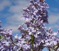 Сирень "Вэджвуд блю" / Syringa vulgaris "Wedgwood Blue" — фото 3