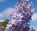 Сирень "Вэджвуд блю" / Syringa vulgaris "Wedgwood Blue" — фото 4