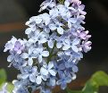 Сирень "Вэджвуд блю" / Syringa vulgaris "Wedgwood Blue" — фото 5
