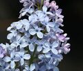 Сирень "Вэджвуд блю" / Syringa vulgaris "Wedgwood Blue" — фото 6