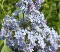 Сирень "Вэджвуд блю" / Syringa vulgaris "Wedgwood Blue" — фото 7