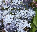 Сирень "Вэджвуд блю" / Syringa vulgaris "Wedgwood Blue" — фото 8