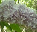 Сирень "Вильям Робинсон" / Syringa vulgaris "William Robinson" — фото 2