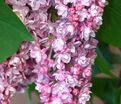 Сирень "Белая Ночь" / Syringa vulgaris "Belaya Noch" — фото 2