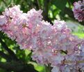 Сирень "Белая Ночь" / Syringa vulgaris "Belaya Noch" — фото 3