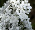 Сирень "Галина Уланова" / Syringa vulgaris "Galina Ulanova" — фото 3