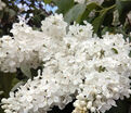 Сирень "Галина Уланова" / Syringa vulgaris "Galina Ulanova" — фото 4