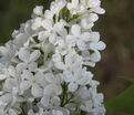 Сирень "Галина Уланова" / Syringa vulgaris "Galina Ulanova" — фото 5