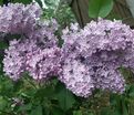 Сирень "Зоя Космодемьянская" / Syringa vulgaris "Zoya Kosmodem'yanskaya" — фото 2