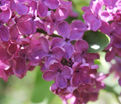 Сирень "Индия" / Syringa vulgaris "Indiya" — фото 2