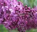 Сирень "Индия" / Syringa vulgaris "Indiya" — фото 3