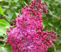 Сирень "Индия" / Syringa vulgaris "Indiya" — фото 4