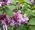 Сирень "Комсомолка" / Syringa vulgaris "Komsomolka" — фото 2