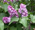 Сирень "Комсомолка" / Syringa vulgaris "Komsomolka" — фото 3