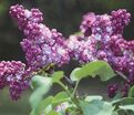 Сирень "Комсомолка" / Syringa vulgaris "Komsomolka" — фото 4