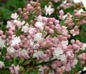 Сирень "Красавица Москвы" / Syringa vulgaris "Krasavitsa Moskvy" — фото 3