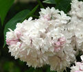 Сирень "Красавица Москвы" / Syringa vulgaris "Krasavitsa Moskvy" — фото 4