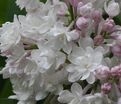 Сирень "Красавица Москвы" / Syringa vulgaris "Krasavitsa Moskvy" — фото 5