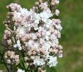 Сирень "Красавица Москвы" / Syringa vulgaris "Krasavitsa Moskvy" — фото 6