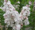 Сирень "Красавица Москвы" / Syringa vulgaris "Krasavitsa Moskvy" — фото 7
