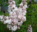 Сирень "Красавица Москвы" / Syringa vulgaris "Krasavitsa Moskvy" — фото 8