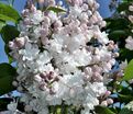Сирень "Красавица Москвы" / Syringa vulgaris "Krasavitsa Moskvy" — фото 9