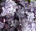 Сирень "Надежда" / Syringa vulgaris "Nadezhda" — фото 2
