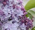 Сирень "Надежда" / Syringa vulgaris "Nadezhda" — фото 3